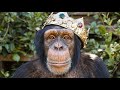 Family Dinner With Chimps Myrtle Beach Safari