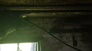 Swallows settled in my barn, made a nest part 1