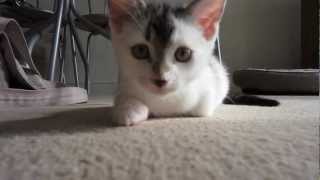 preview picture of video 'Toby the cutest playful kitten, (with teeth like razors)!'