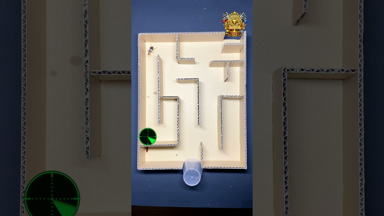 #maze #insects #centipede #race #short