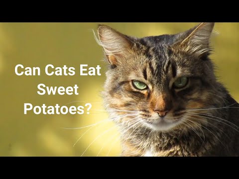 Can Cats Eat Sweet Potatoes? How about Raw, Mashed & Cooked Potato