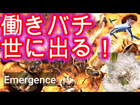 経済学科 晴蜂雨読 54／成虫になったばかりの働きバチが、巣房から這い出る時の様子 (2025年6月、その1)／山崎亮一／字幕付／Emergence of worker bees (June 2025)／Sub