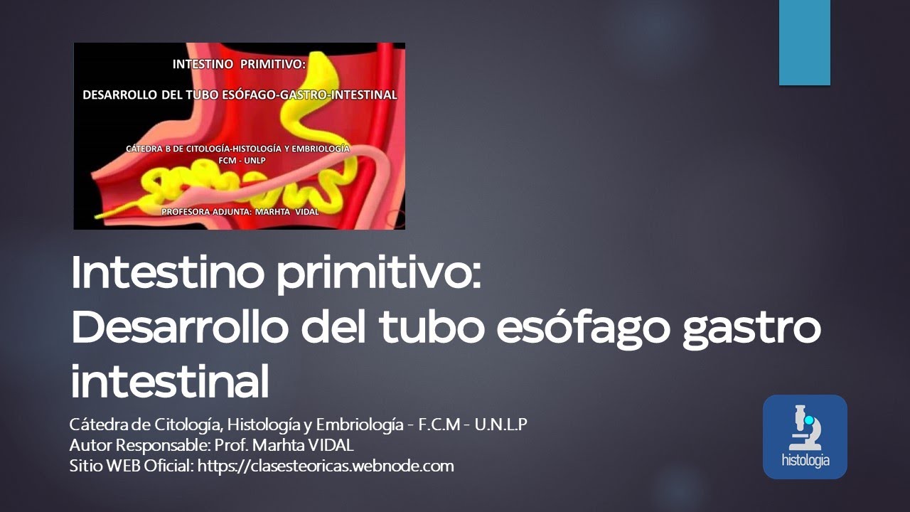 DESARROLLO DE TUBO ESÓFAGO GASTRO INESTINAL