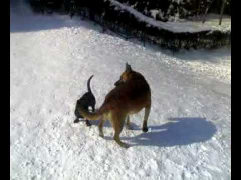 Ogi Horn dogg in love