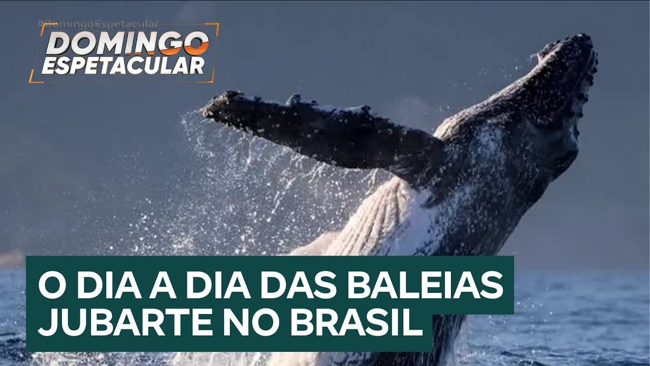 Fotógrafo acompanha o dia a dia das baleias jubarte no litoral brasileiro