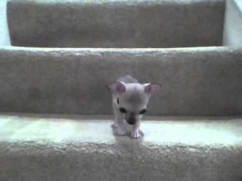 wilhelmina chihuahua puppy on stairs