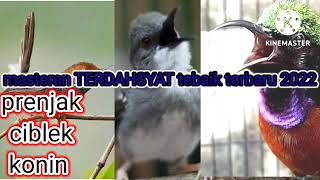 Download lagu masteran prenjak ciblek dan konin bikin semua juri kaget mp3