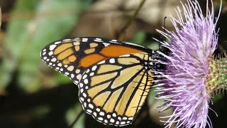 Monarch Butterfly Relaxing Meditation With Soothing Music #monarch #butterfly #migration gameplay video by alucas, 20:42 duration