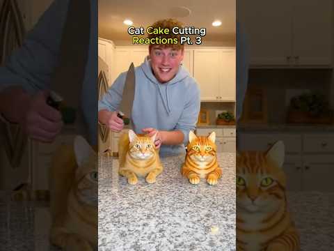 Can You Tell Which Cat Is Cake?