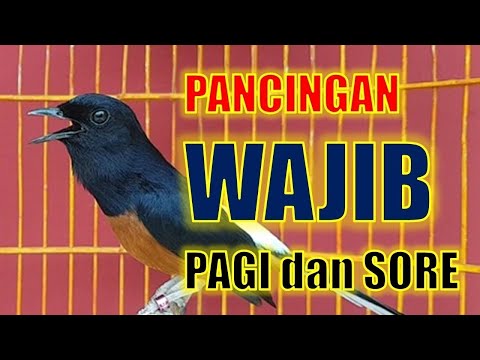 PANCINGAN MURAI BATU GACOR BONGKAR Materi , NAIKKAN EMOSI MURAI BATU MALAS BUNYI AGAR GACOR