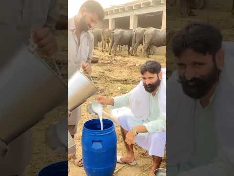 Gujjar #gujjar #tiktoker #100k #shortvideo #gorw #culture #pakistan