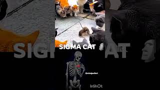 #sigma #cat #respect #motivation #ytshorts