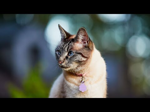 Lynx Point Siamese Cat | Facts, Brief History & Everything You Need To Know