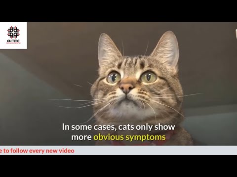 Signs that your cat is in pain