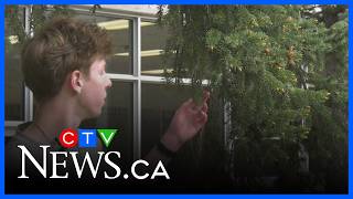 $100,000 prize awarded for Alberta tree website