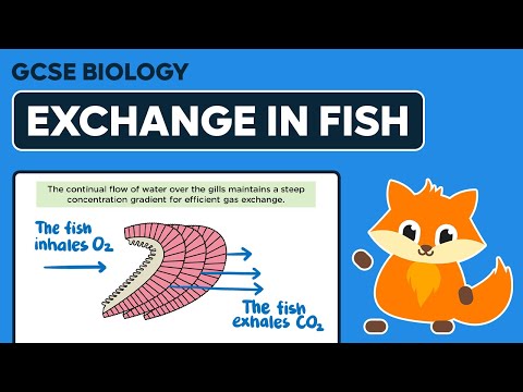 Exchange and Diffusion in Fish  - GCSE Biology