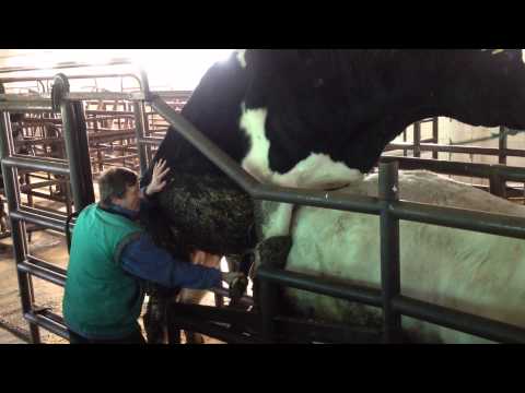 Bull semen-collection