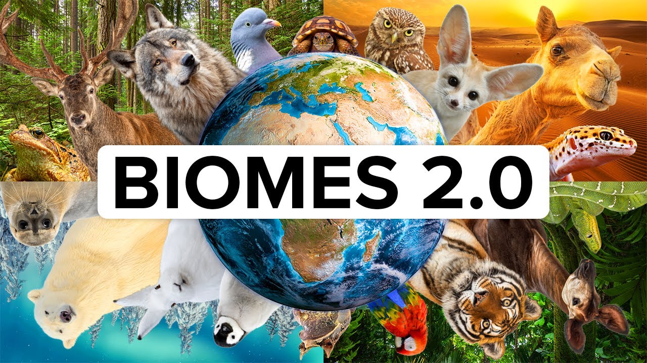 All 14 Biomes (Animals, Ecology & UNESCO Sites)