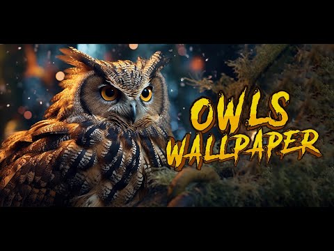 owl wallpaper