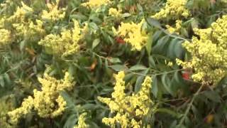 Fragrant Sumac in Flower