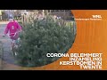 Corona belemmert inzameling kerstbomen in Twente