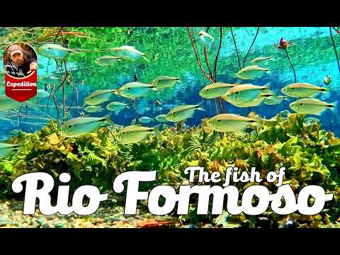Piranhas, Pacus & Armoured Catfish! Exploring a hidden spring next to  Brazil’s Rio Formoso