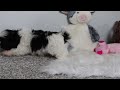 Shih Tzu dogs for sale: Scottie - Video 1