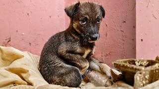 Abandoned Puppy Was Scared to Death and Barely Surviving Until This Happened
