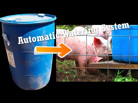 Automatic pig watering systems Video