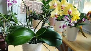 How Do I Keep My Orchid Leaves Shiny &amp; Healthy?  Watch Me Clean an Orchid&#39;s Leaves