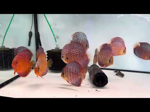 Aktueller Diskus Bestand im Diskuskeller Diskusfisch Rundgang