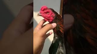 Download lagu ayam Bangkok pakhoy full teknik brakot nikus ciri ciri ayam pakhoy berkualitas. suro petir mp3