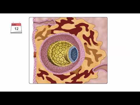 General Embryology - Detailed Animation On Second Week Of Development