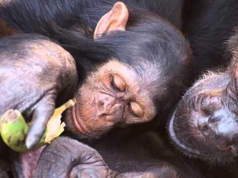 Everywhere - International Staff Songsters