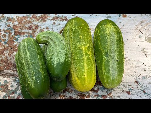 24 Hour Garlic & Dill Pickles #