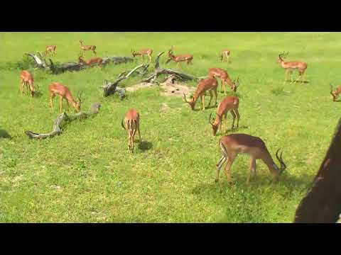 Djuma: Impala herd - 02/17/19