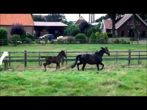 "Lord Vivaldi" (Le Vivaldi x Donnerschwee x Romancier) born 19.06.2016