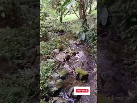 Vila dos Plátanos, Alto Cutias, Lontras -SC. Caminhadas na Natureza com o @sescsantacatarina