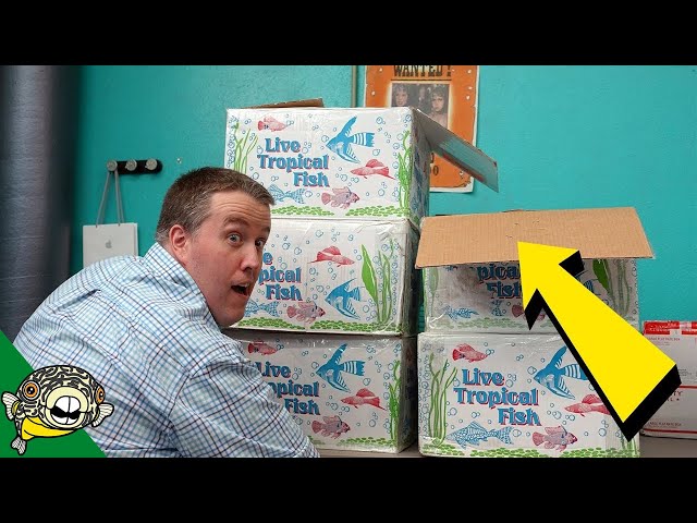 Dang, THOSE came in big. Tropical Fish Unboxing