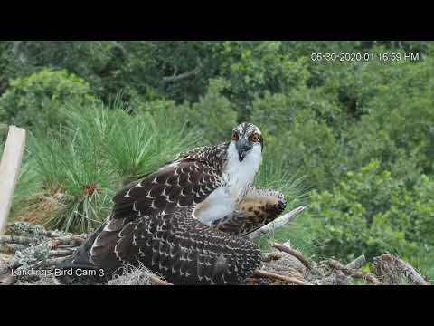 Osprey Siblings Visit Savannah Nest, One Mantles Over Fish – June 30, 2020