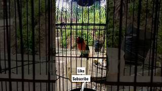 Download lagu Lovebird Dakocan Ngetik Panjang #shorts #shortvideo mp3
