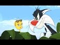 Tweety Sylvester Yellow Bird Song HD