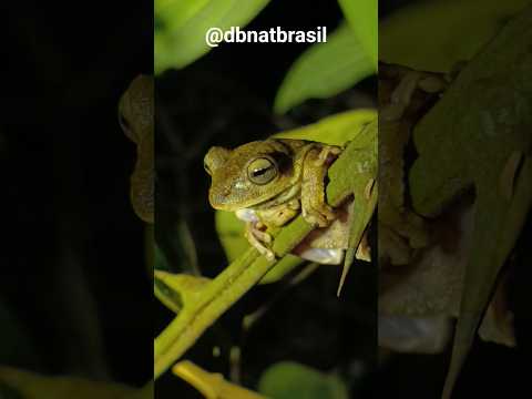 Boana lundii, perereca usina - local: Silvânia -GO