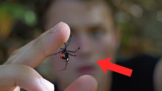 I Held The Most DANGEROUS Spider in America...