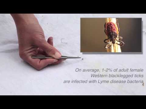 西洋クロアシダニの監視と識別