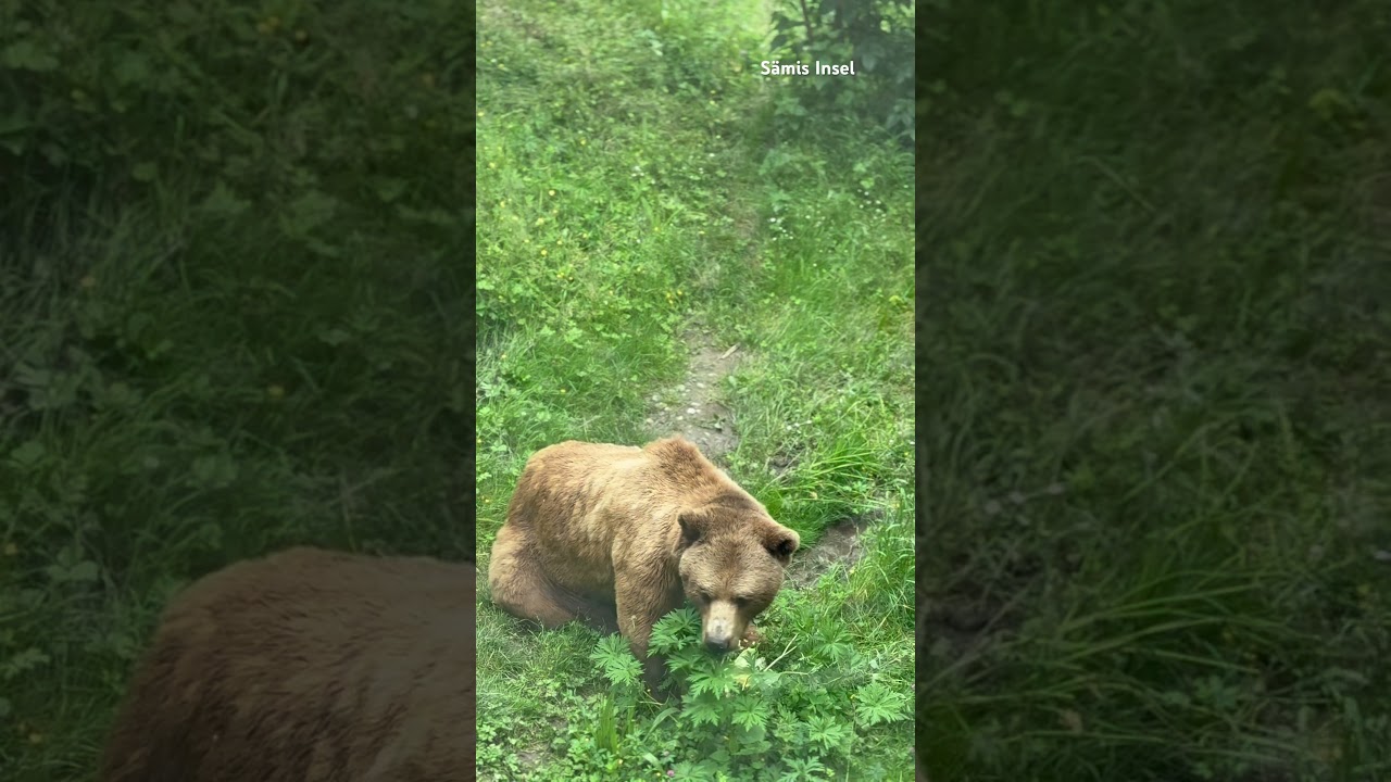 YouTube Short thumbnail