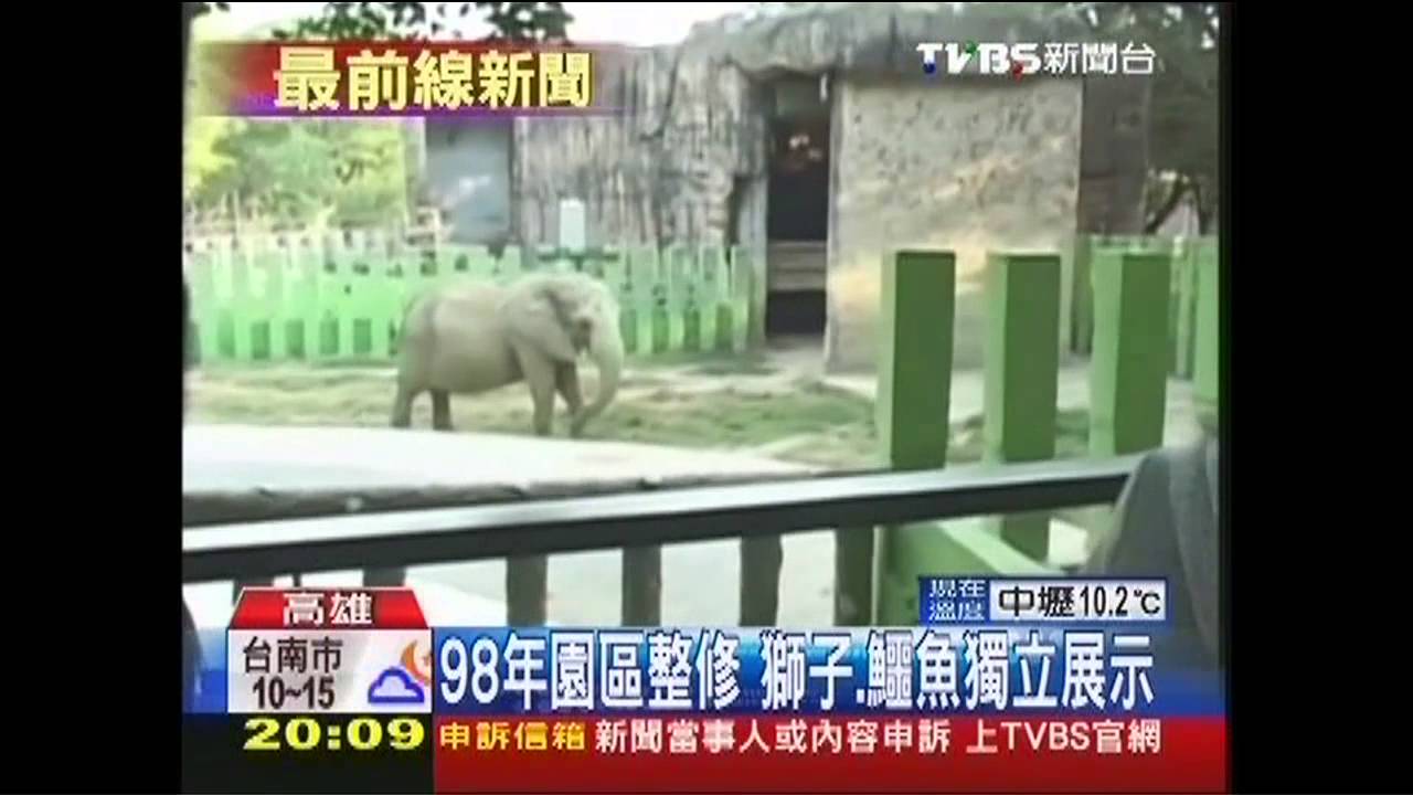 羚羊發瘋、大象抓狂 壽山動物狀況頻傳