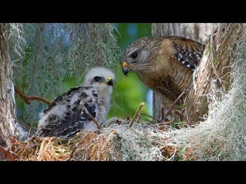 hawk and hawk baby