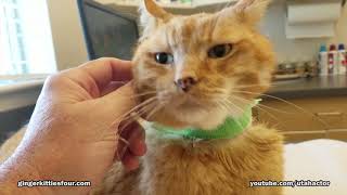 Zeus at Pet Hospital Feeling Much Better