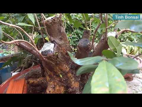 Tưới Phân Hữu Cơ Cho Mai Vàng Đầu Tháng 10 Âm Lịch